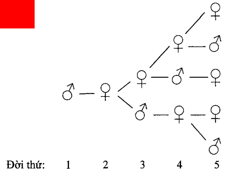 Cây phả hệ sinh vật X qua 5 đời: đời 1 có 1 con đực, đời 2 có 1 con cái, đời 3 có 1 cái 1 đực, đời 4 có 3 con, đời 5 có 5 con trong đó 2 con đực